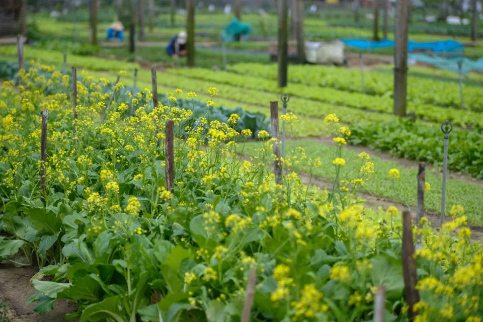 Vườn rau của Nguyễn Văn Dũng